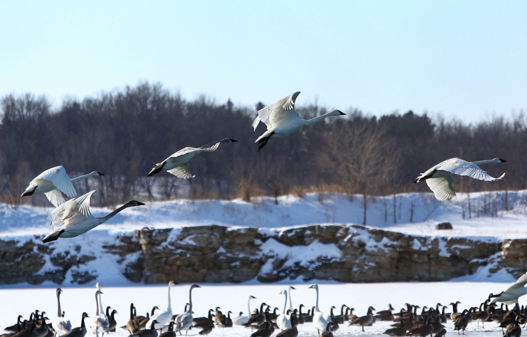 Swans at Fertile (6).jpg